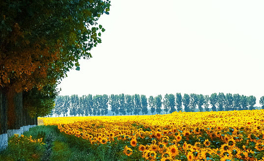 免費(fèi)起名字生辰八字周易