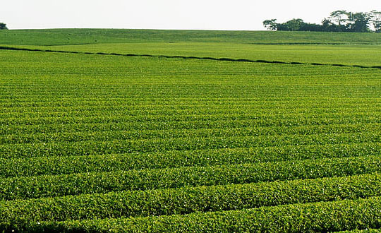 女孩漂亮有涵養(yǎng)的名字單字：起名方法參考