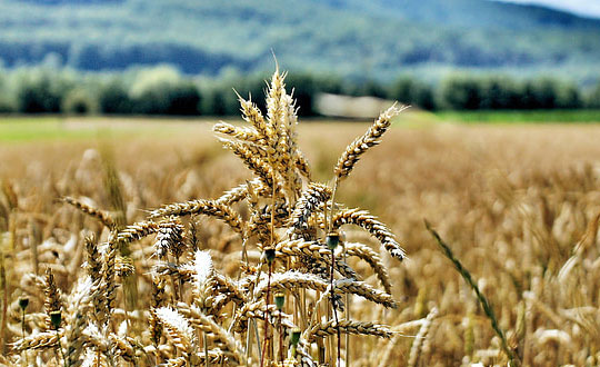 唐詩宋詞起名男孩名字,女孩起名文雅有氣質(zhì)的名