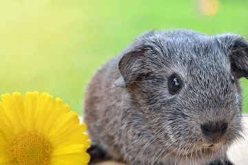 龍年寶寶起名，五行屬木的用字，缺木的名字