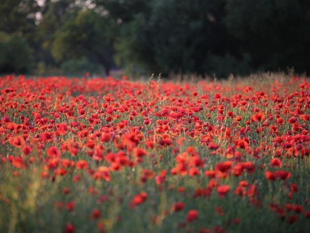 2024甲辰年屬龍姓阮女孩應(yīng)該如何起名呢？