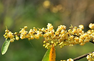 比晚風還好聽的網(wǎng)名