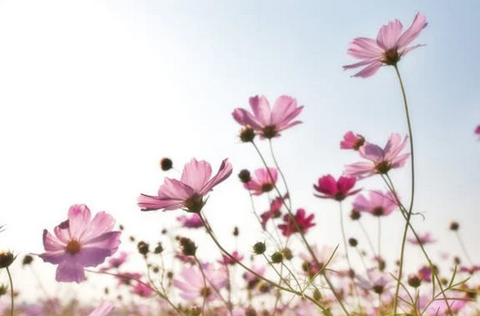  店鋪取名|鮮花店名字簡(jiǎn)約招財(cái)