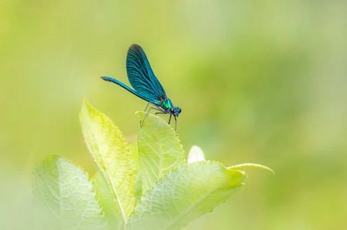 微信昵稱(chēng)微信網(wǎng)名ID2個(gè)字女專(zhuān)用2025年新款 