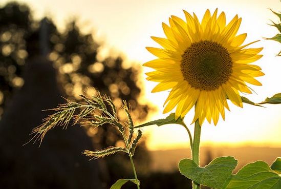 小眾詩意的網(wǎng)名，建議收藏哦~