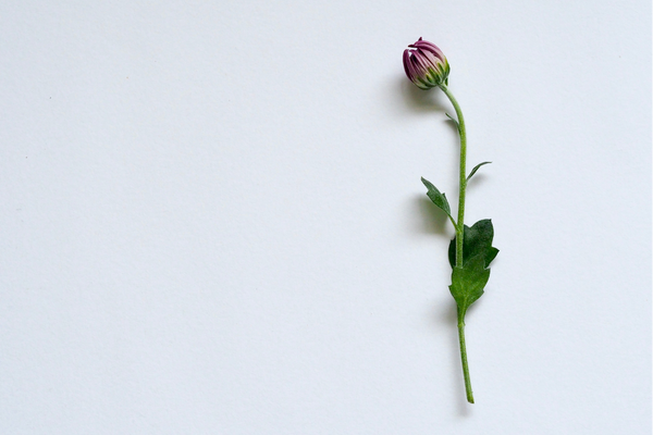 網(wǎng)名丨好聽又比較小眾的女生網(wǎng)名