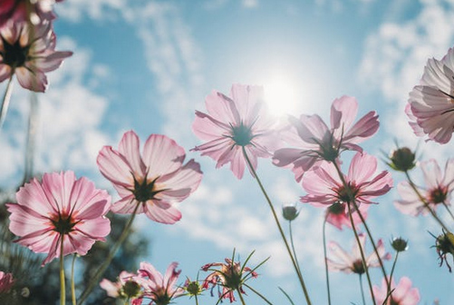 店鋪起名丨花店取名吸引人的店名大全