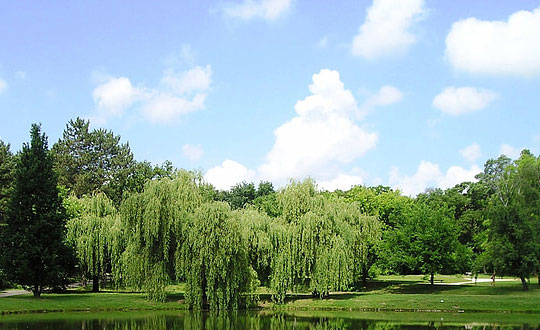 冬奧冠軍起名訣竅，生辰八字取名